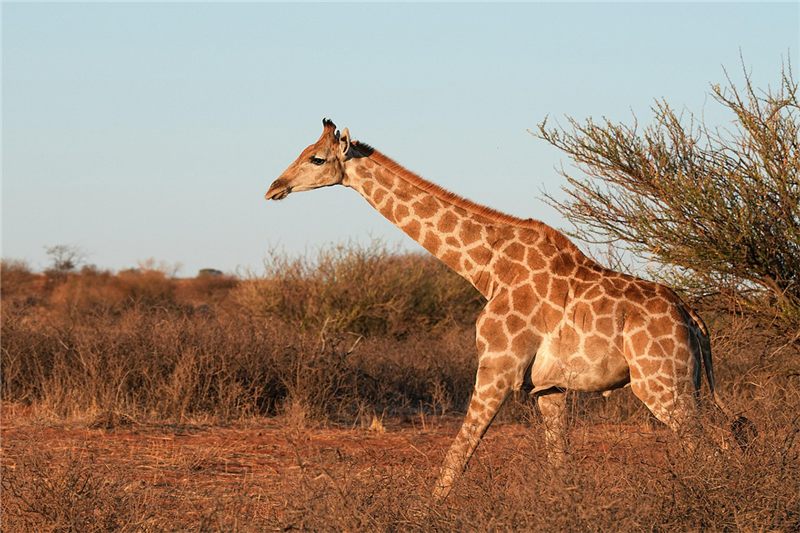 Giraffe beside dry shrubs.