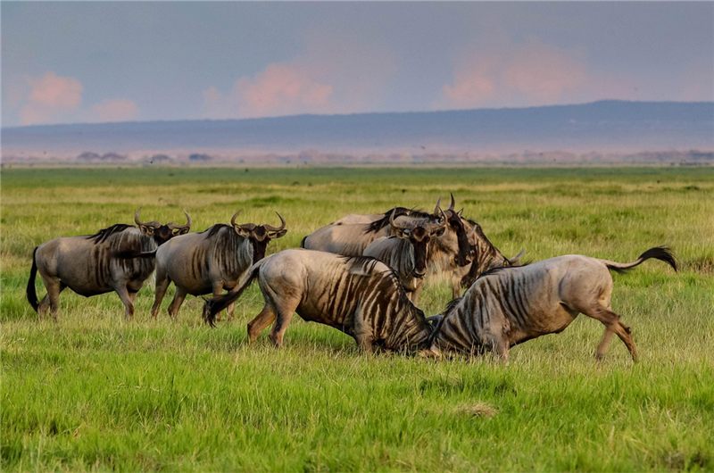 A group of wildebeest standing in bright green grass.