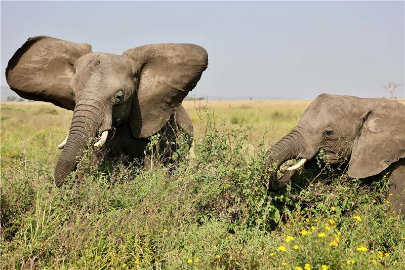 Elephants feeding among low green shrubs.