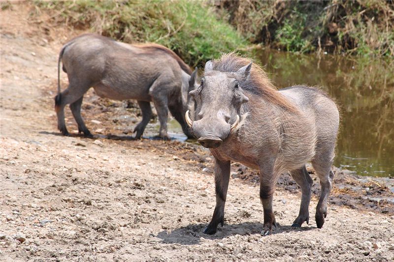 Two warthogs standing beside a muddy bank.