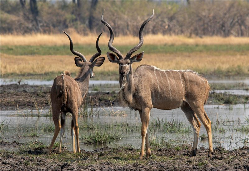 Two antelopes beside shallow water.