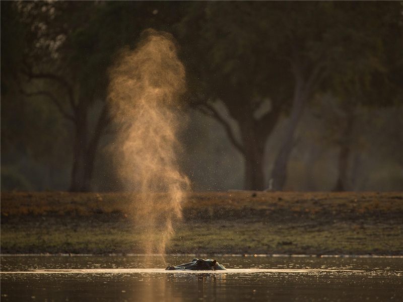 Spray rising from a still wetland.
