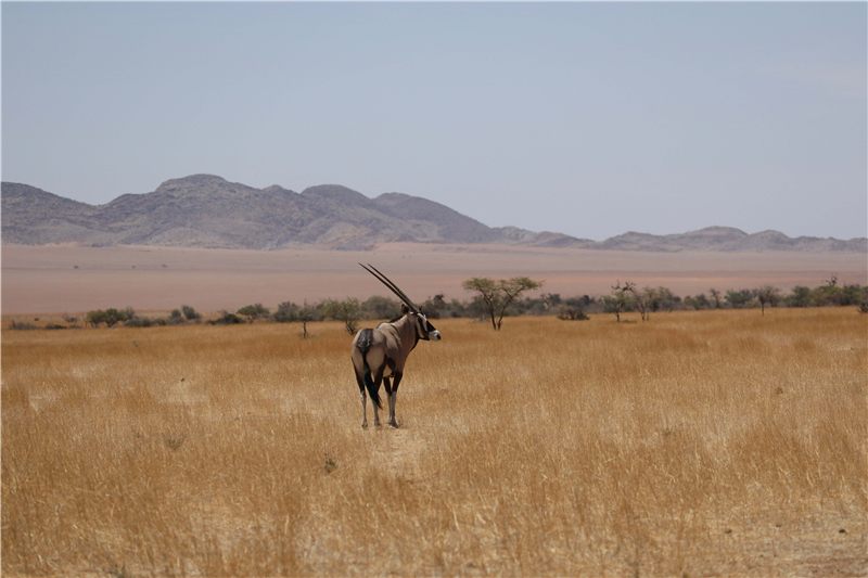 Wildebeest standing on a dry plain.