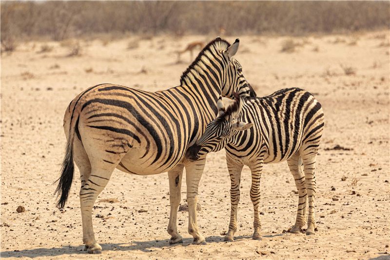 Two zebras standing on dry ground.