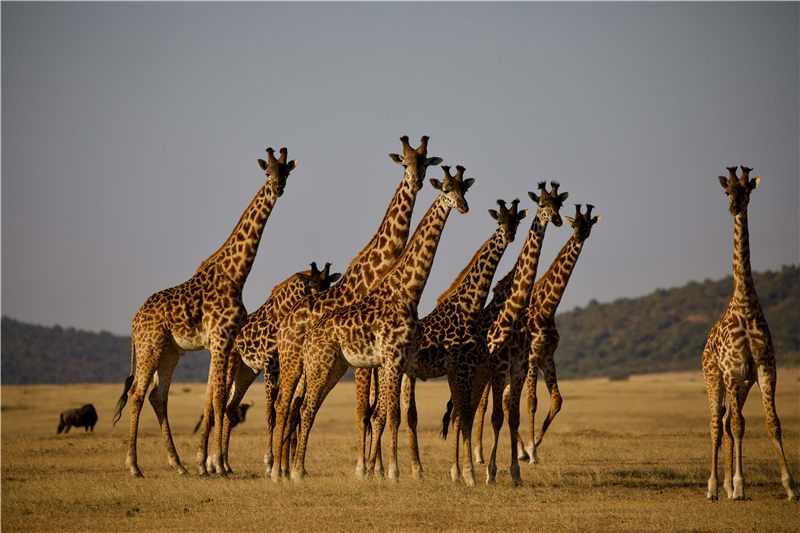 A group of giraffes standing together on open grassland.