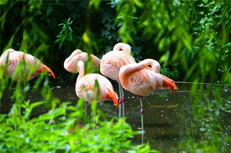 Flamingos wading beside green vegetation.