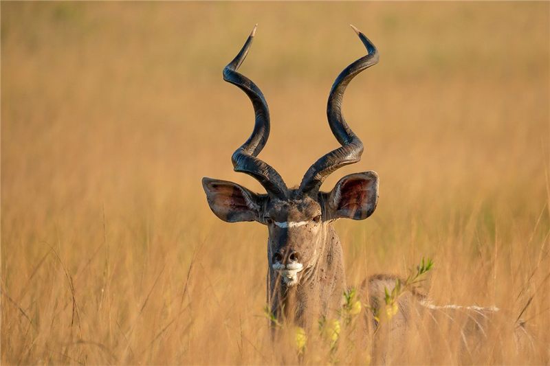 Antelope looking through tall golden grass.