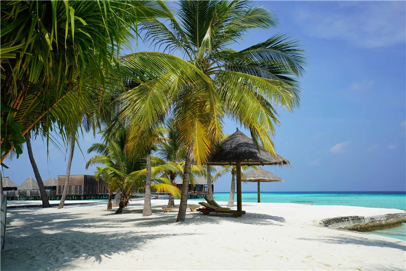 Palm trees beside a white-sand beach.