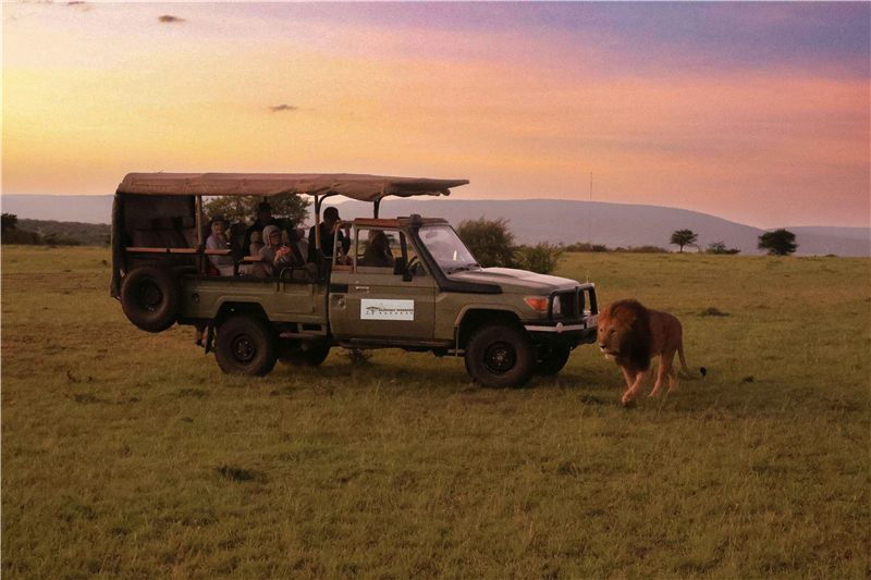 Safari vehicle beside a lion in evening light.