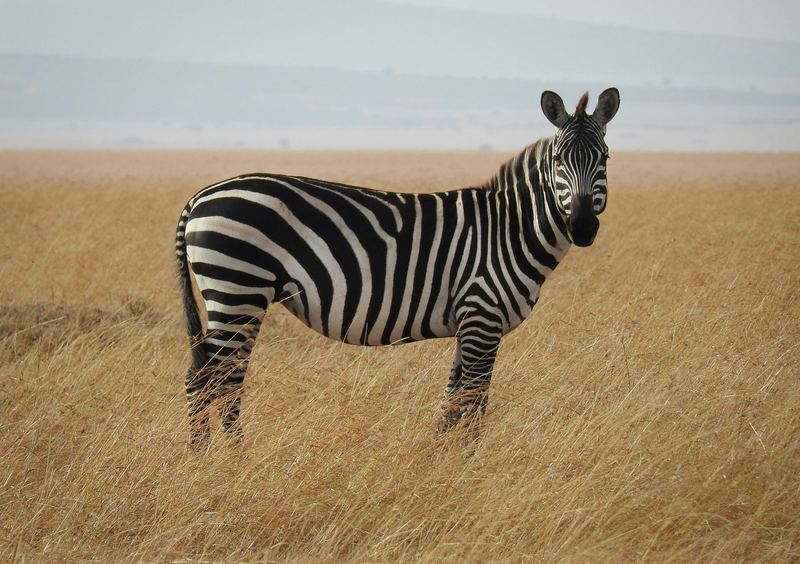 A zebra standing in pale savannah grass.
