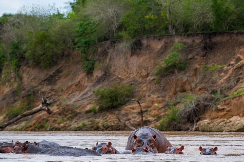 Hippos in a river beside a wooded bank.