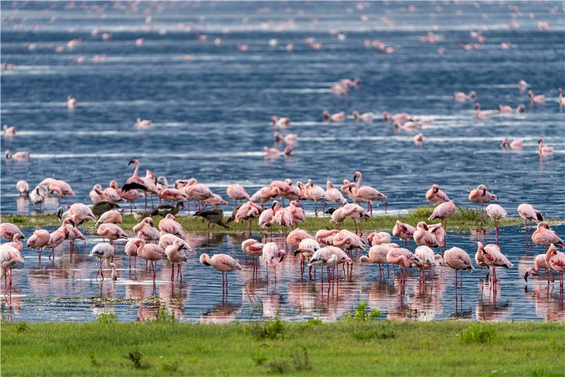 Flamingo flock wading in shallow water.