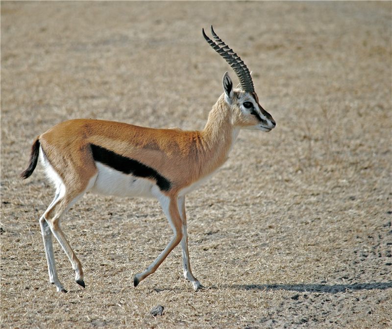 Gazelle walking across bare ground.