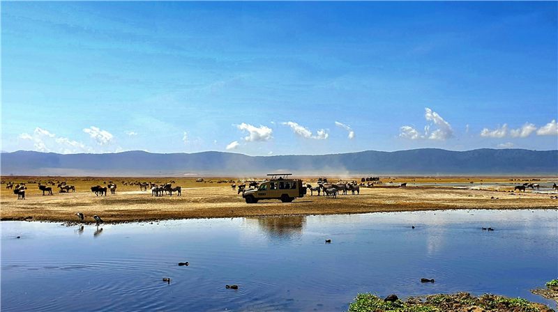 Safari vehicle beside a reflective lake.