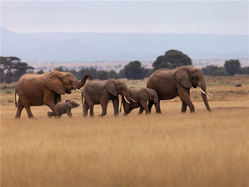Elephants crossing golden grassland.