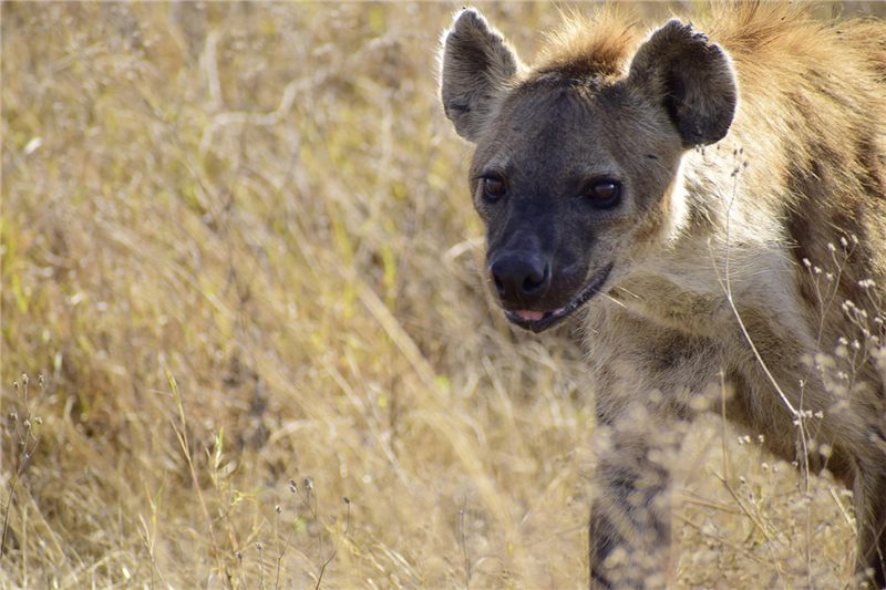 Hyena standing in dry grass.