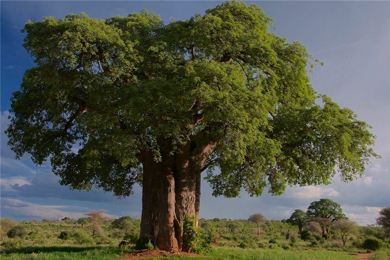 An established baobab tree standing in a green savannah landscape.
