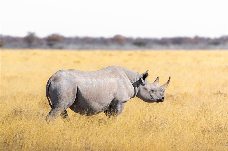 Rhinoceros walking through golden grass.
