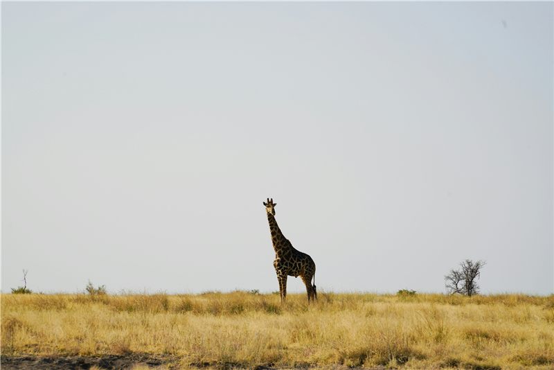 Giraffe standing on an open plain.