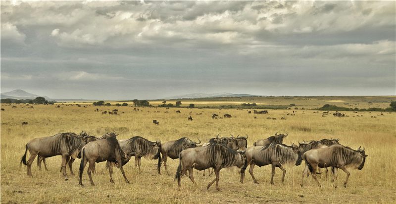 Wildebeest herd on an open grassy plain.