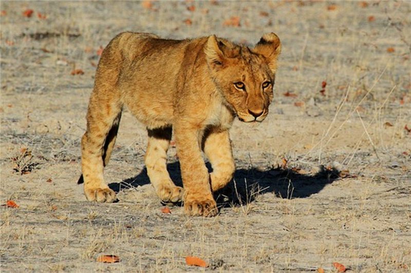 Lion cub walking across dry ground.