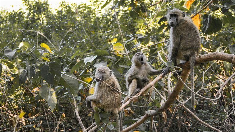 Monkeys sitting among tree branches.
