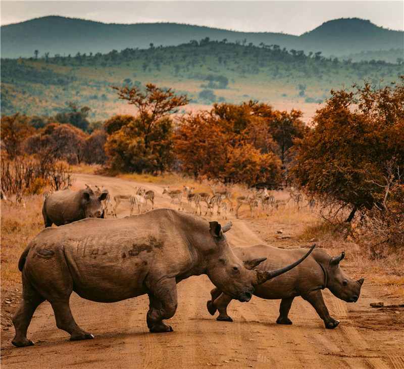 Rhinoceroses walking across reddish earth.