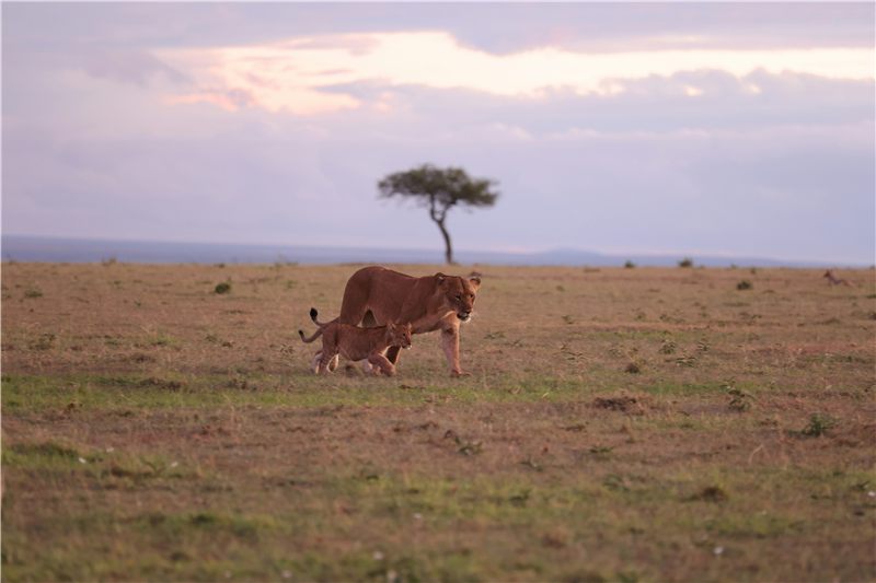 Lioness walking across short grass.