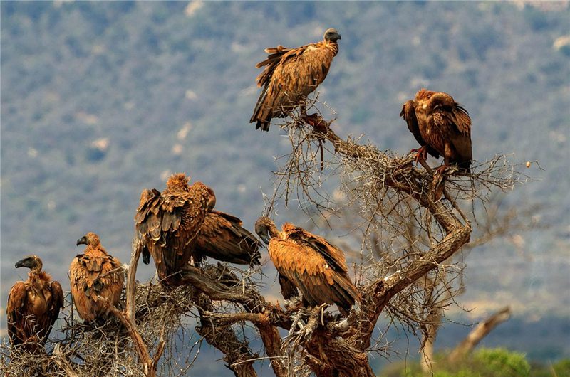 Large birds gathered on bare tree branches.