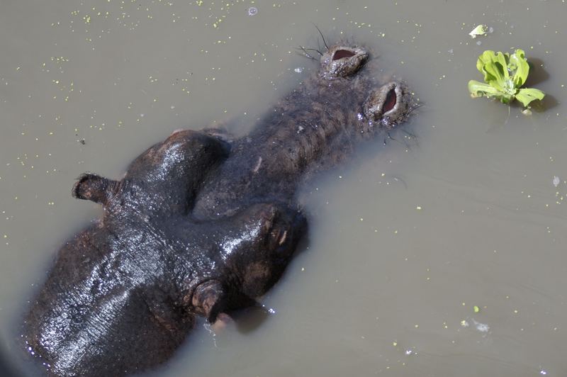 Hippos together in Katavi river water.