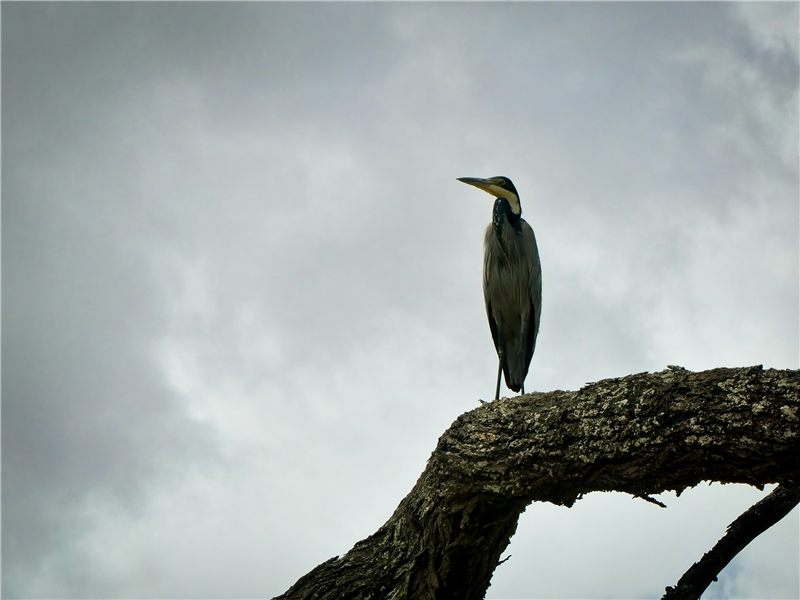 Bird perched on a bare tree branch.