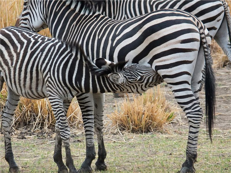 Close view of zebras standing together.