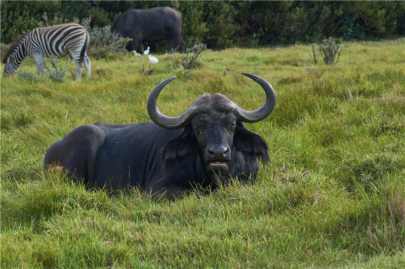 A buffalo resting in grass with other grazers beyond.