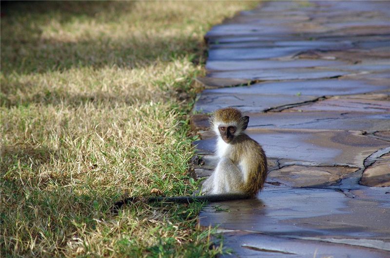 Monkey sitting beside shallow water.