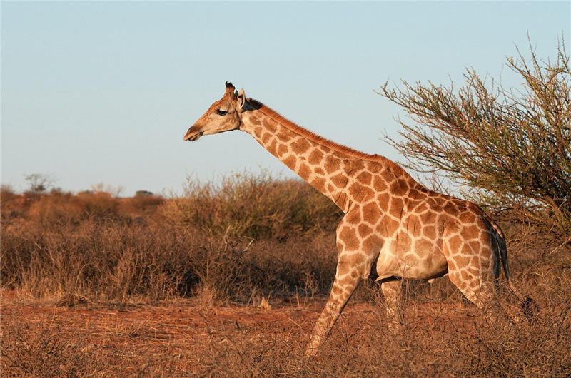 Giraffe walking across dry scrubland.