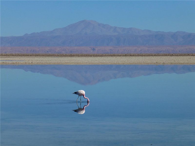 Flamingo reflected in still blue water.