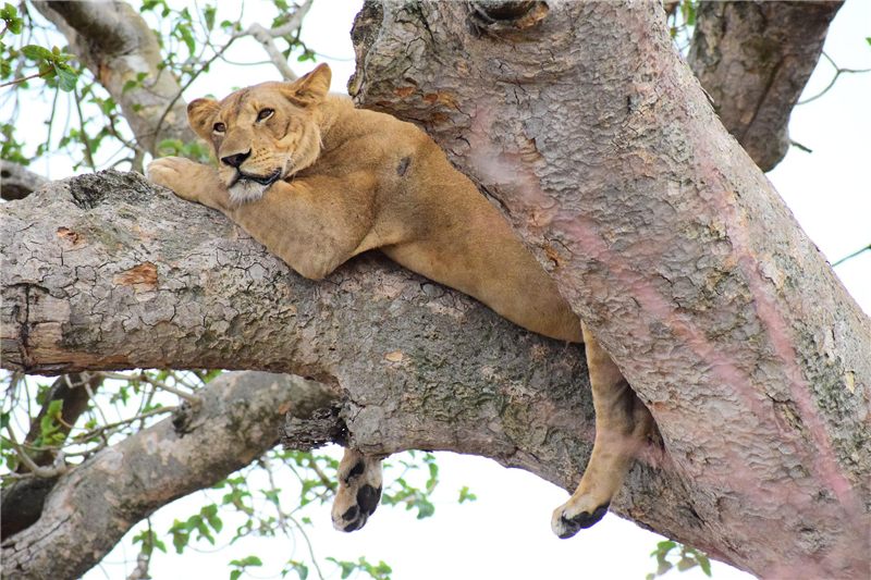 Lion resting on a thick tree branch.