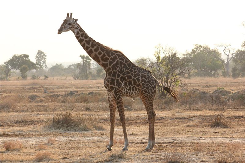 A giraffe in a sunlit grassland landscape.